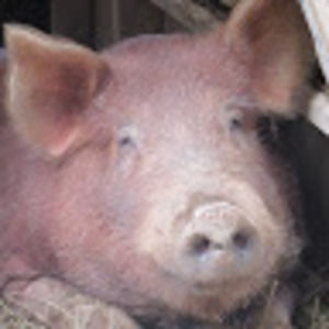 Meet your Posher, The hollow's